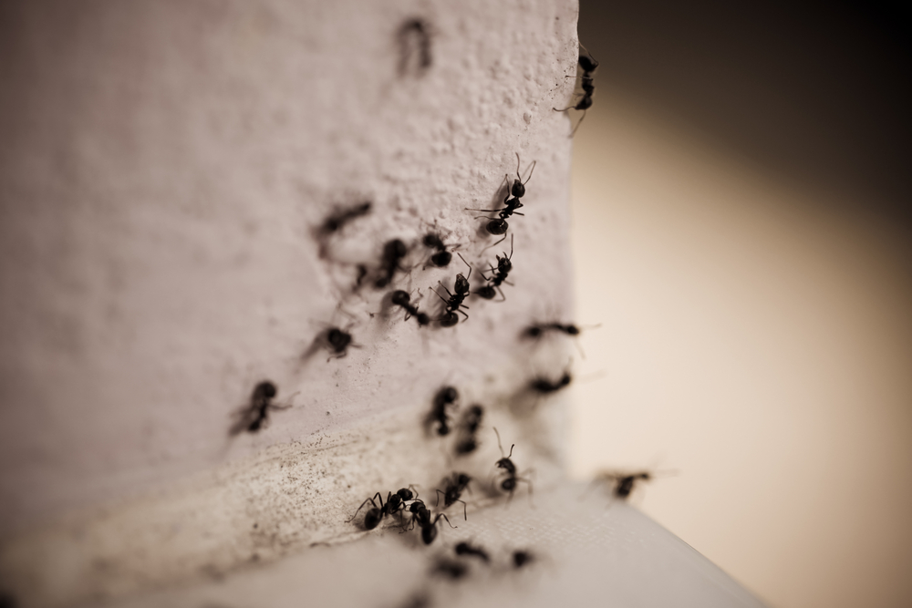 A bunch of ants that are on the wall