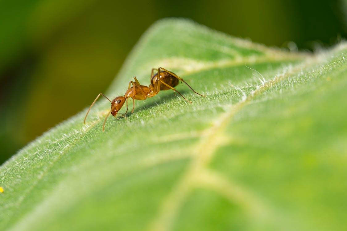 A close up of an ant on a leaf