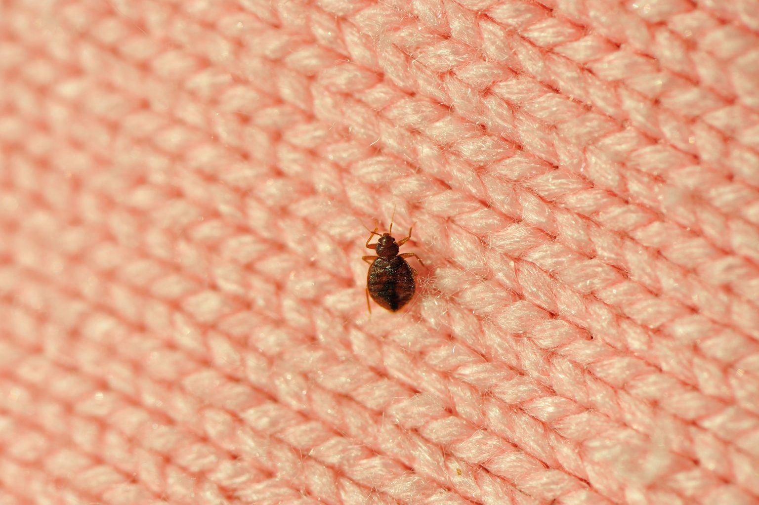 A bed bug is sitting on the surface of a blanket.