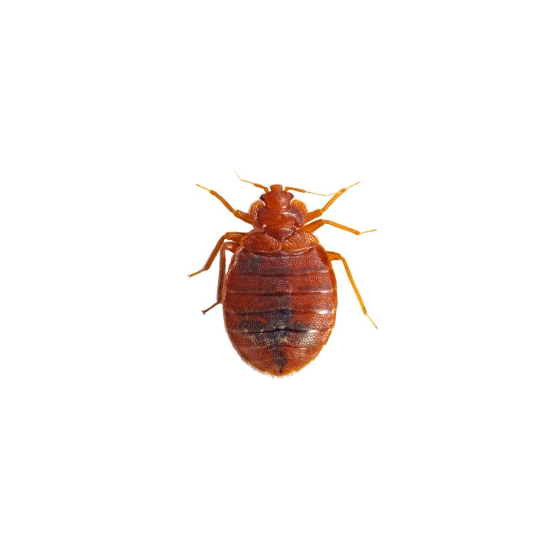 A bed bug is shown on the white background.
