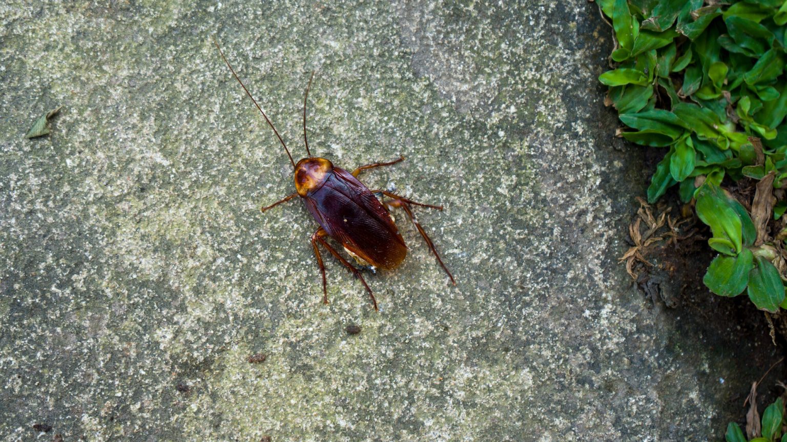 A bug that is sitting on the ground.