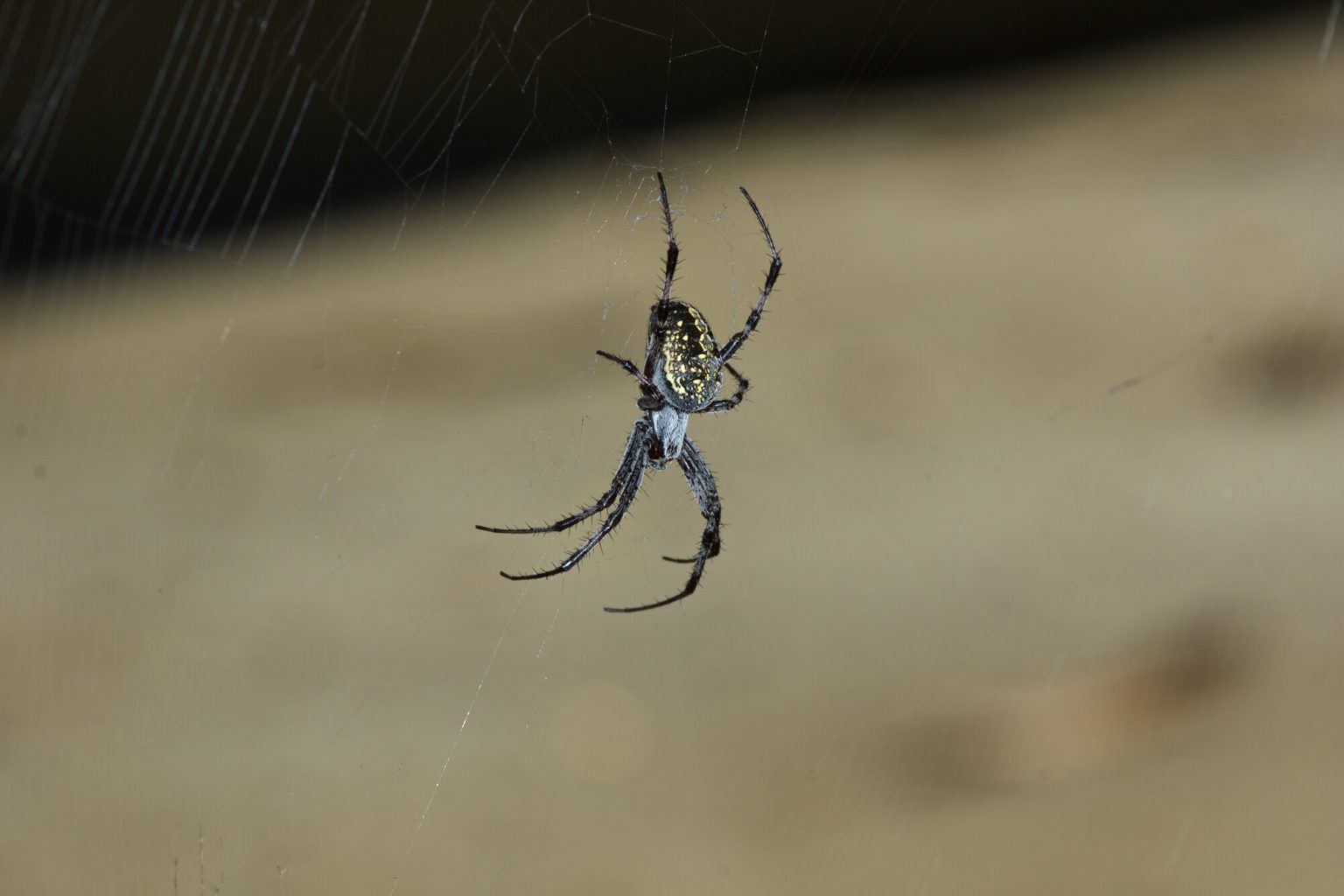 A spider is hanging upside down on the web.