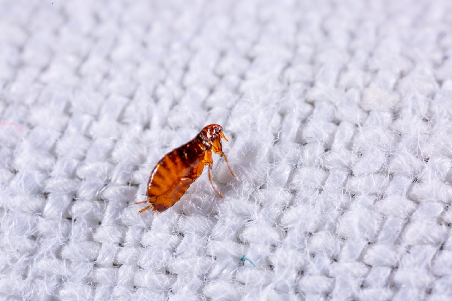 A bed bug crawling on the surface of a white blanket.