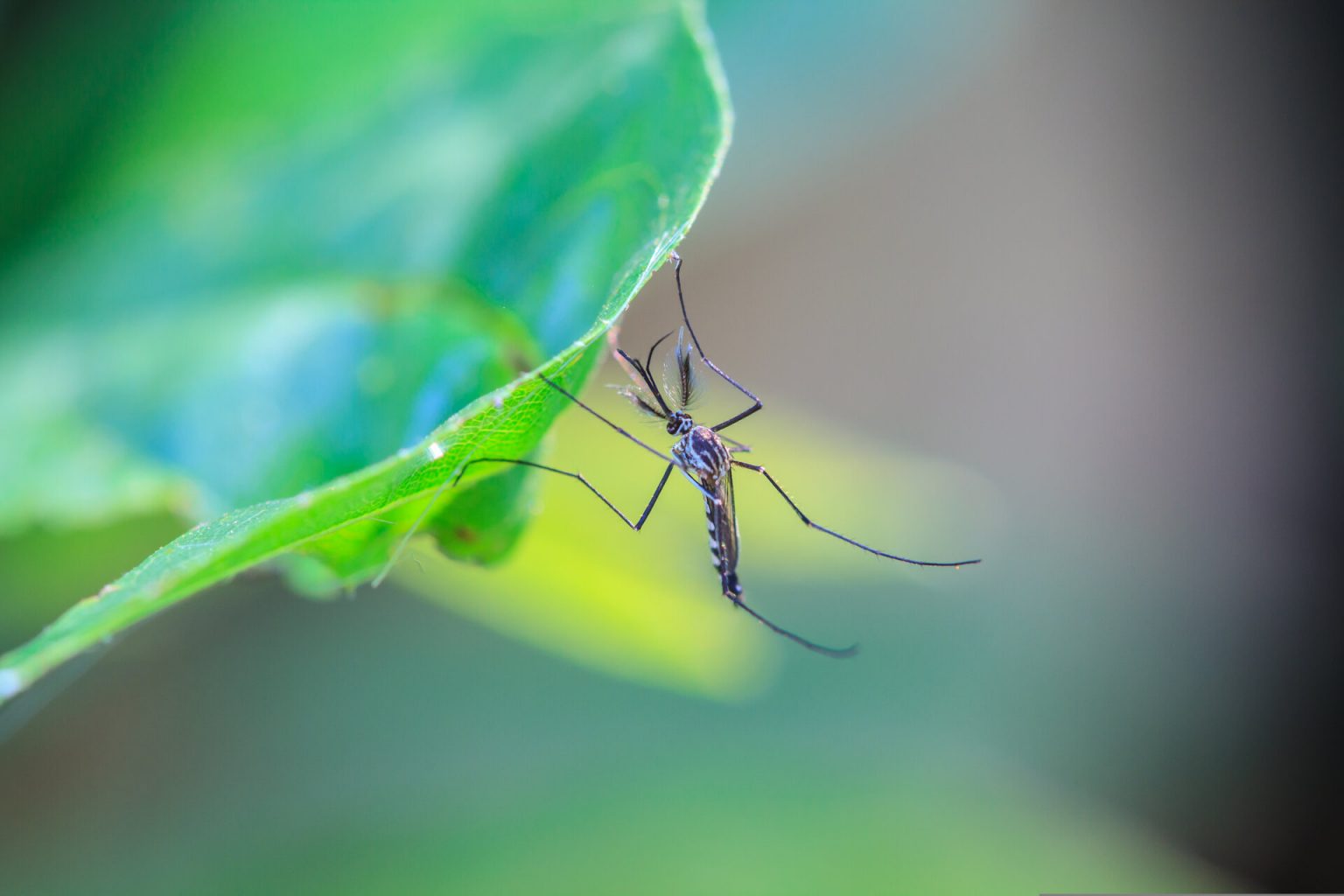 A mosquito sitting on the end of a leaf.