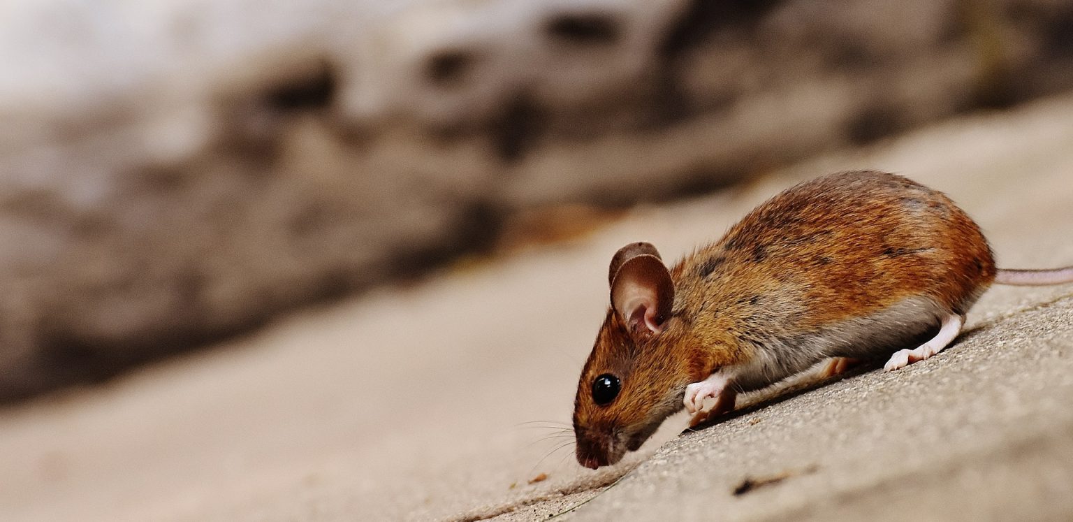 A mouse that is laying down on the ground.