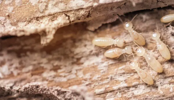 A close up of termites on the ground