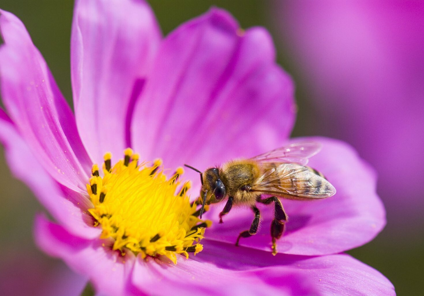 A bee is sitting on the flower of a purple aster.