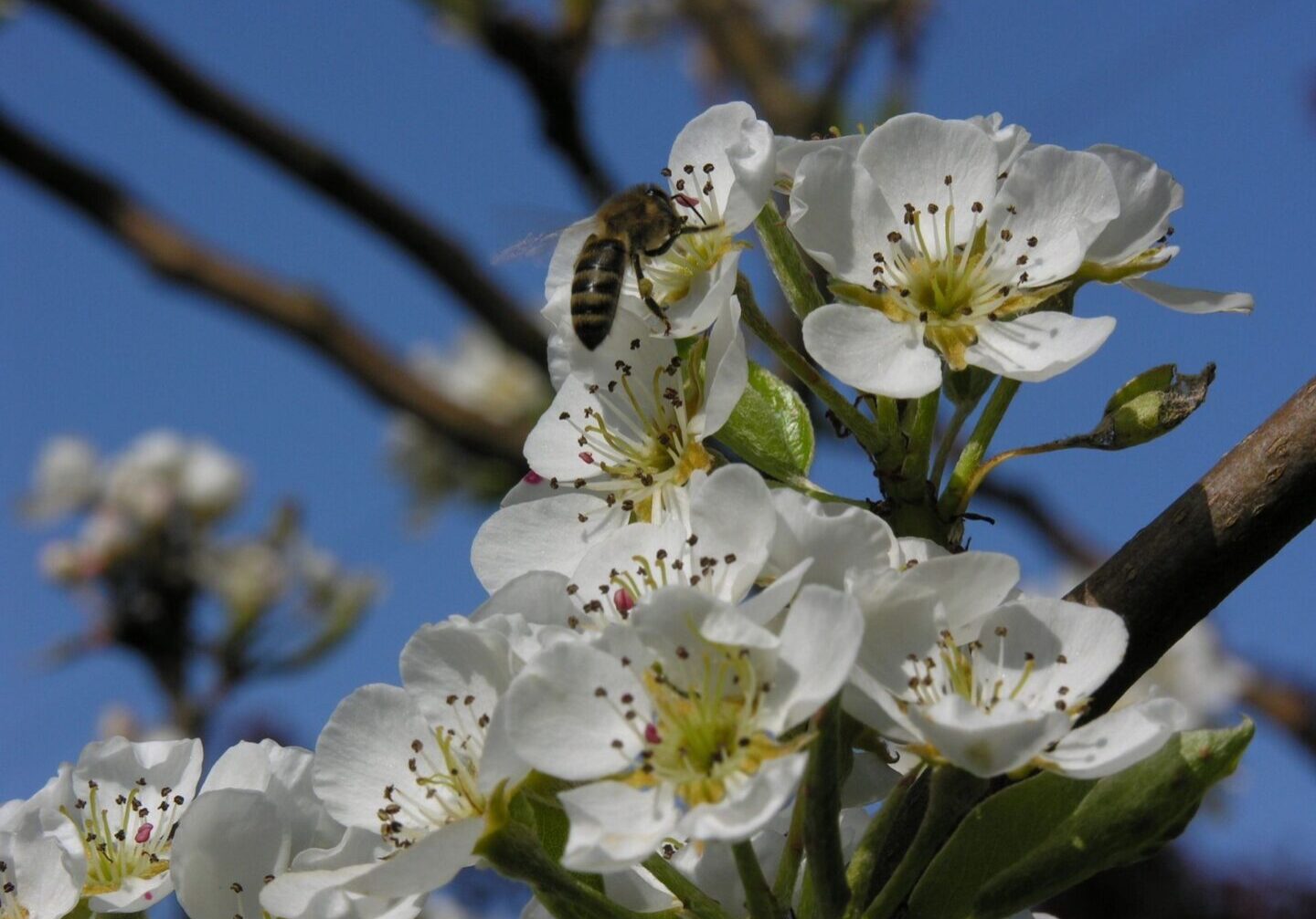 A bee flying over some white flowers on a tree.