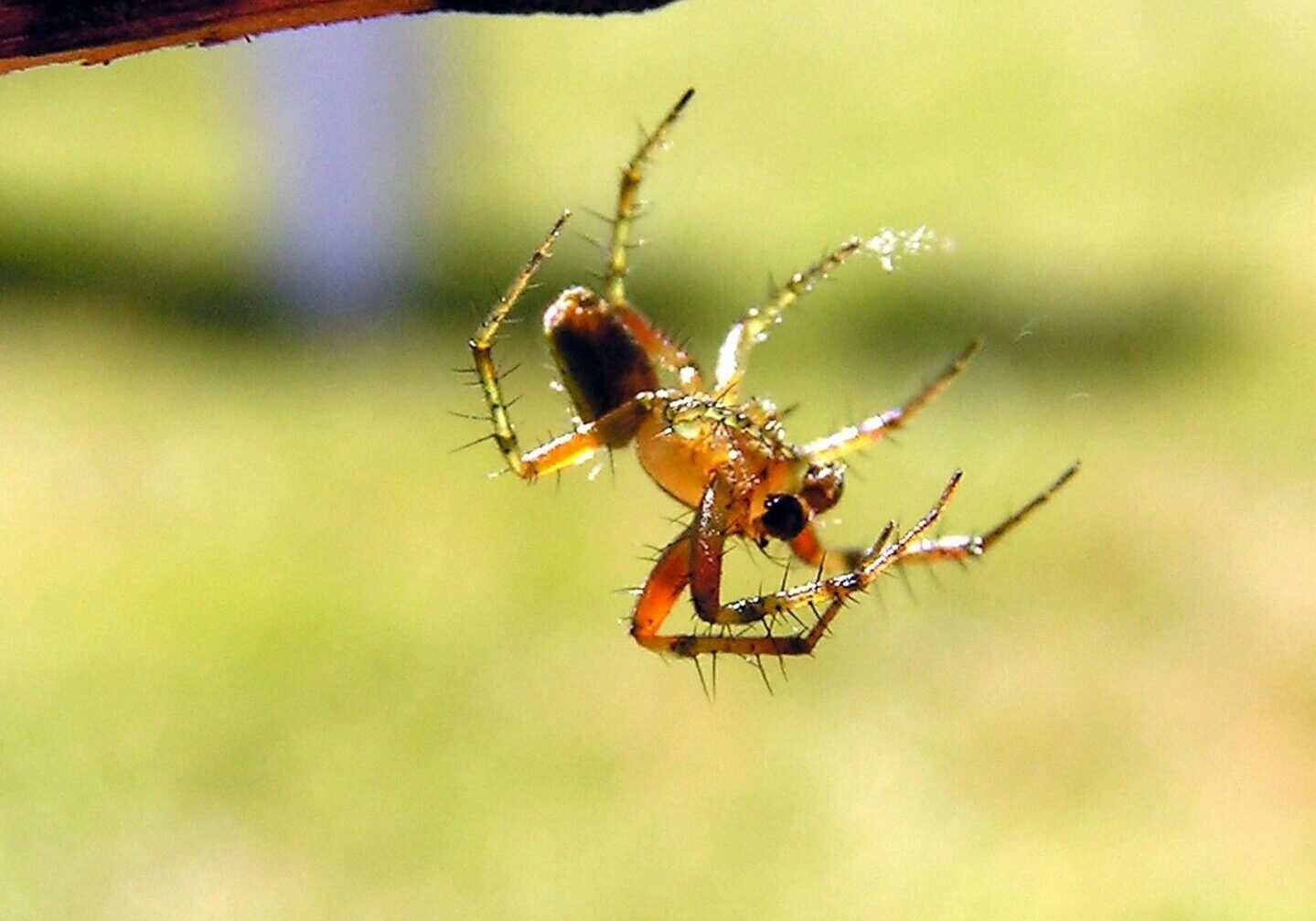 A spider is hanging upside down on the web.