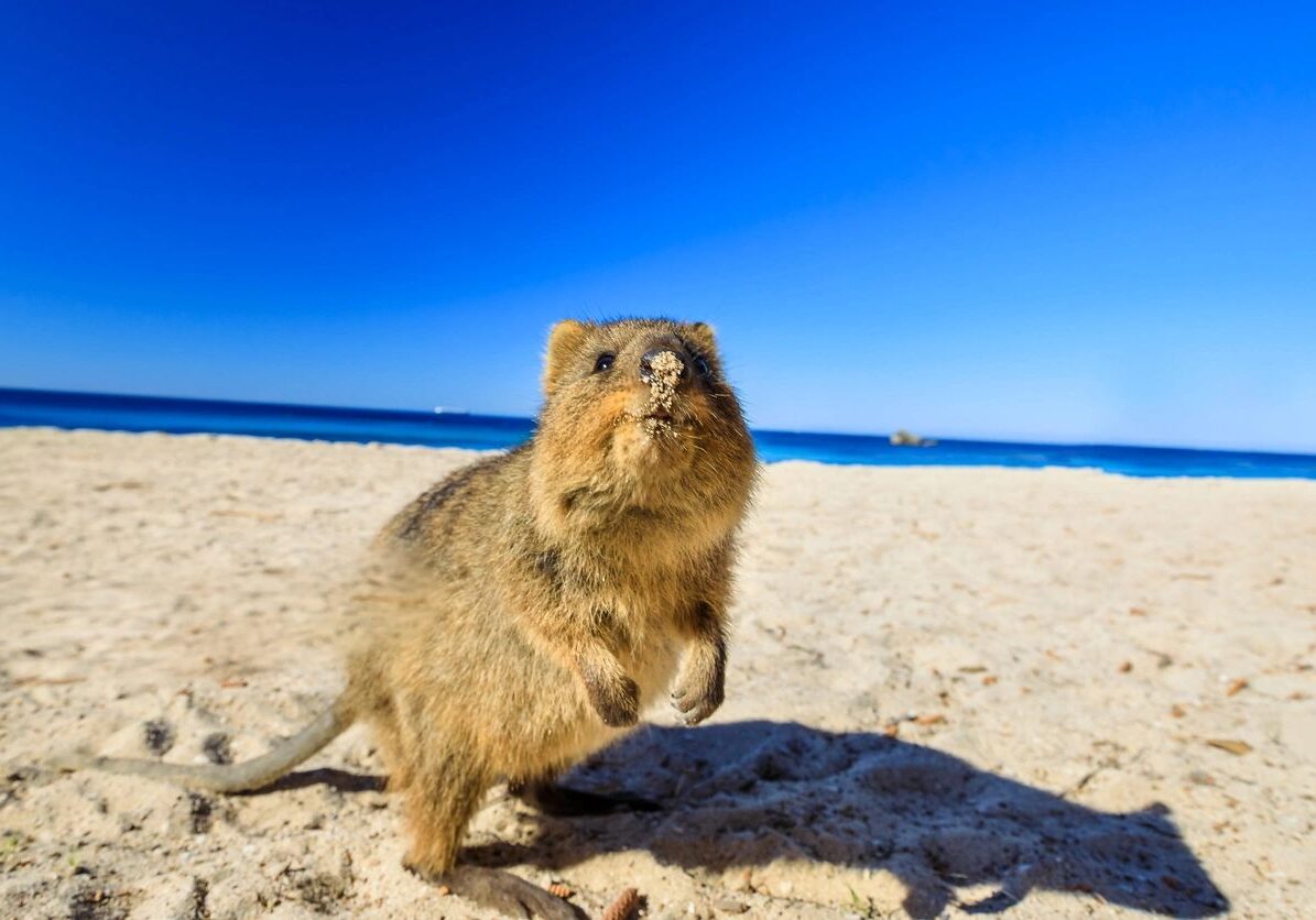 A small animal standing on the beach near water.